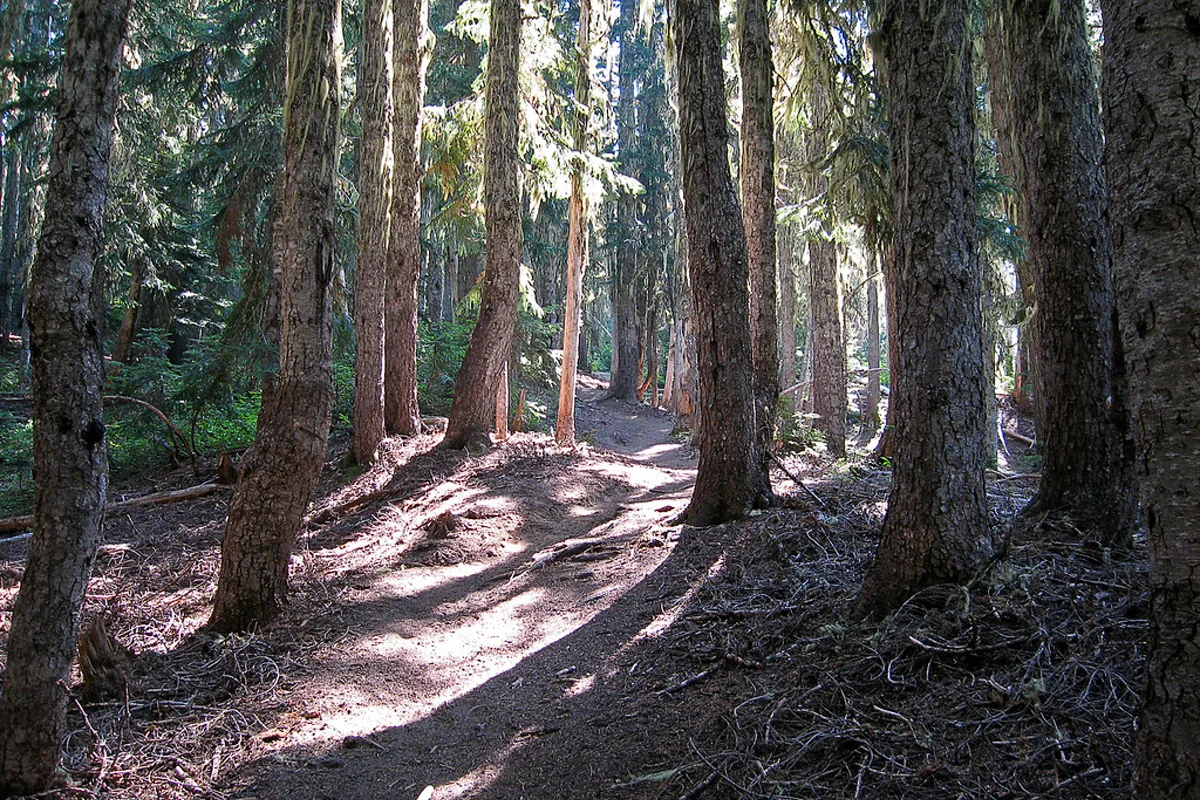 Sunlit trail between tall, mature tree trunks