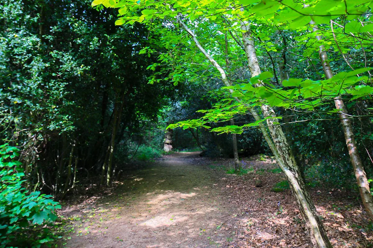 Woodland path showing trees, terrain, and limited equipment access